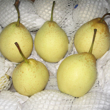 Exportar calidad Fresh New Crop Ya Pear